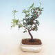 Pokojowe pistacje bonsai - 1/2