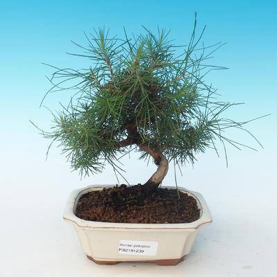 Kryty bonsai-Pinus halepensis-Aleppo Pine 405-PB2191239