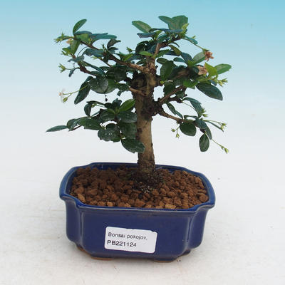 bonsai Room - Carmona macrophylla - Tea Fuki - 1
