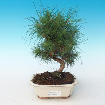 Indoor bonsai-Pinus halepensis-Aleppo sosna 405-PB2191240