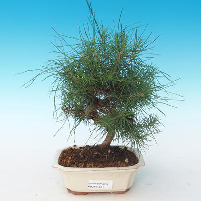 Kryty bonsai-Pinus halepensis-Aleppo Pine 405-PB2191241