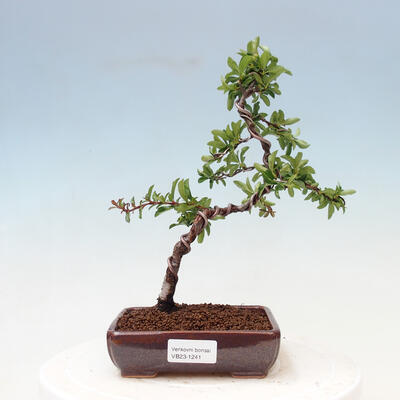 Outdoor bonsai-Pyracanta Teton-Hawthorn - 1