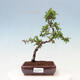 Outdoor bonsai-Pyracanta Teton-Hawthorn - 1/2