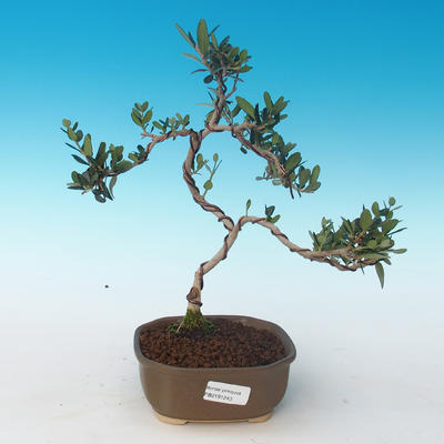 Kryty bonsai - Olea europaea sylvestris -Oliva Europejski mały liść PB2191243 - 1