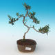 Kryty bonsai - Olea europaea sylvestris -Oliva Europejski mały liść PB2191243 - 1/5