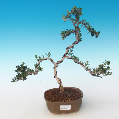Kryty bonsai - Olea europaea sylvestris -Oliva Europejski mały liść PB2191244 - 1