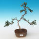 Kryty bonsai - Olea europaea sylvestris -Oliva Europejski mały liść PB2191244 - 1/5