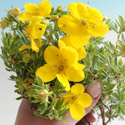 Outdoor Bonsai-Pięciornik - Dasiphora fruticosa żółty - 1