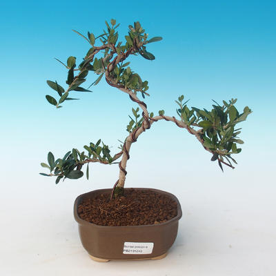 Kryty bonsai - Olea europaea sylvestris -Oliva Europejski mały liść PB2191245 - 1