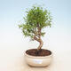 Pokój bonsai-Punica granatum nana-Granat - 1/3
