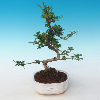 Kryty bonsai - Carmona macrophylla - Tea fuki 405-PB2191249 - 1
