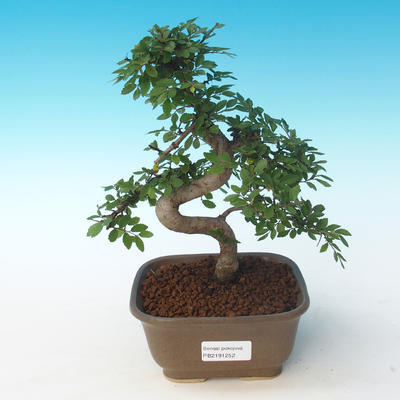 Kryty bonsai - Ulmus parvifolia - Wiąz mały liść 405-PB2191252 - 1