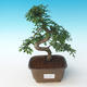 Kryty bonsai - Ulmus parvifolia - Wiąz mały liść 405-PB2191252 - 1/3