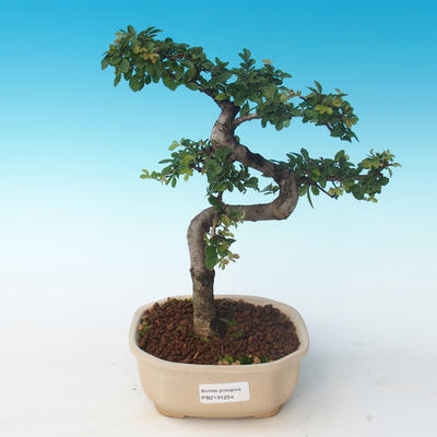 Kryty bonsai - Ulmus parvifolia - Wiąz mały liść 405-PB2191254 - 1