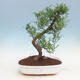 Kryty bonsai - Zantoxylum piperitum - Peppercorn - 1/4