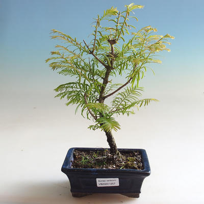 Outdoor bonsai - Cis podwójny rząd - 1