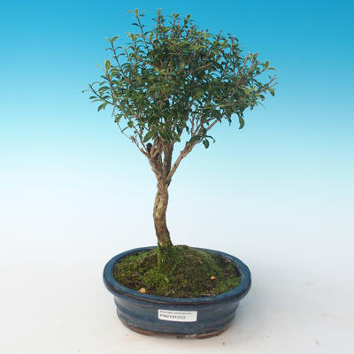 Kryty bonsai - Serissa foetida Variegata - Drzewo Tysiąca Gwiazd PB2191261 - 1