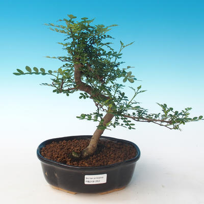Kryty bonsai - Zantoxylum piperitum - Drzewo pieprzowe PB2191263 - 1