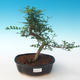 Kryty bonsai - Zantoxylum piperitum - Drzewo pieprzowe PB2191263 - 1/4
