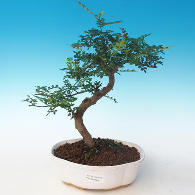 Kryty bonsai - Zantoxylum piperitum - Drzewo pieprzowe PB2191264 - 1