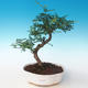 Kryty bonsai - Zantoxylum piperitum - Drzewo pieprzowe PB2191264 - 1/4