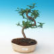 Kryty bonsai - Zantoxylum piperitum - Drzewo pieprzowe PB2191265 - 1/4
