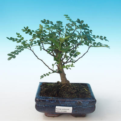 Kryty bonsai - Zantoxylum piperitum - Drzewo pieprzowe PB2191268 - 1