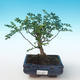 Kryty bonsai - Zantoxylum piperitum - Drzewo pieprzowe PB2191268 - 1/4
