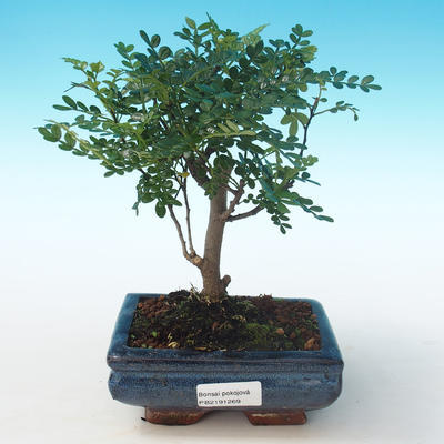 Kryty bonsai - Zantoxylum piperitum - Drzewo pieprzowe PB2191269 - 1