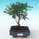 Kryty bonsai - Zantoxylum piperitum - Drzewo pieprzowe PB2191269 - 1/4
