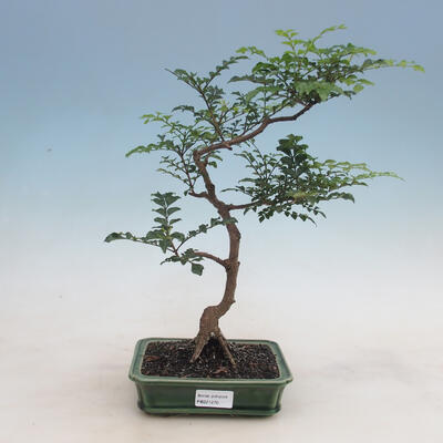 bonsai Room - Fraxinus uhdeii - sala Ash - 1