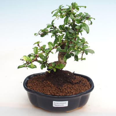 Kryty bonsai - Carmona macrophylla - herbata Fuki PB2201272 - 1