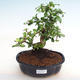 Kryty bonsai - Carmona macrophylla - herbata Fuki PB2201272 - 1/5
