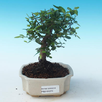 Kryty bonsai - Sagerécie thea - Sagerécie thea PB2191274 - 1