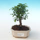 Kryty bonsai - Sagerécie thea - Sagerécie thea PB2191275 - 1/4