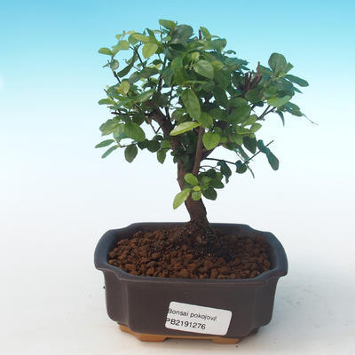 Kryty bonsai - Sagerécie thea - Sagerécie thea PB2191276 - 1