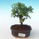 Kryty bonsai - Sagerécie thea - Sagerécie thea PB2191276 - 1/4