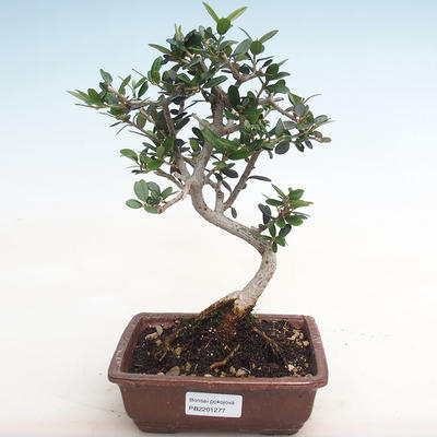 Kryty bonsai - Olea europaea sylvestris - Oliwka europejska drobnolistna IV2201277 - 1
