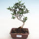 Kryty bonsai - Olea europaea sylvestris - Oliwka europejska drobnolistna IV2201277 - 1/5