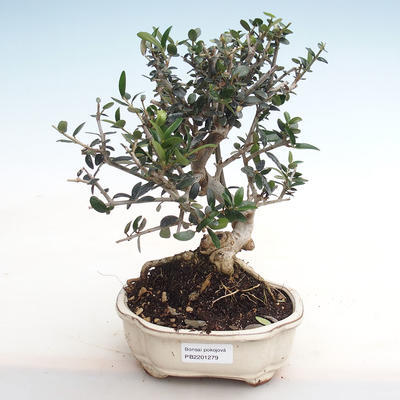 Kryty bonsai - Olea europaea sylvestris - Oliwka europejska drobnolistna IV2201279 - 1
