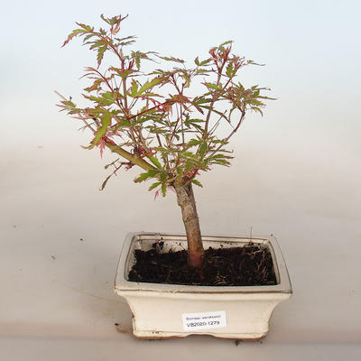 Outdoor bonsai - Acer palmatum Butterfly - 1