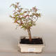 Outdoor bonsai - Acer palmatum Butterfly - 1/2