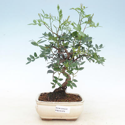 Pokojowe pistacje bonsai - 1