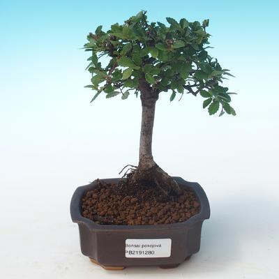 Kryty bonsai-Ulmus Parvifolia-Mały wiąz liściowy PB2191280