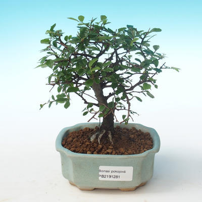 Kryty bonsai-Ulmus Parvifolia-Mały wiąz liściowy PB2191281