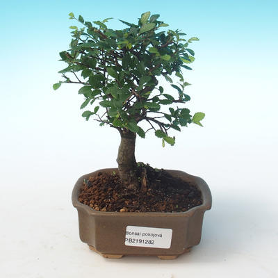 Kryty bonsai-Ulmus Parvifolia-Mały wiąz liściowy PB2191282