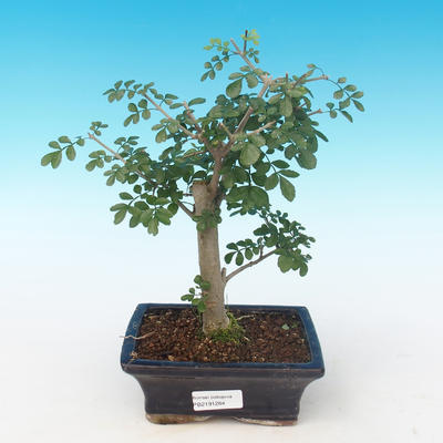 Indoor bonsai - Fraxinus uhdeii - Indoor Ash PB2191284 - 1