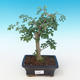 Indoor bonsai - Fraxinus uhdeii - Indoor Ash PB2191284 - 1/2