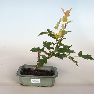Outdoor bonsai-ozdobne Jabloň-Malus TRiFOLIATA - 1