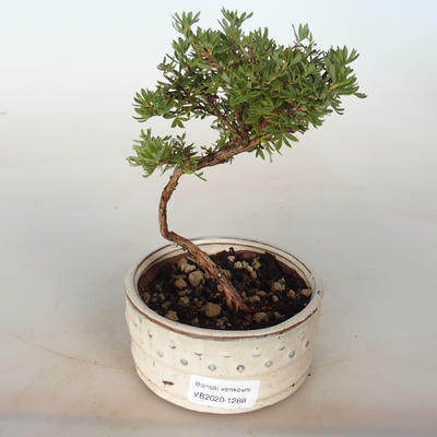 Outdoor bonsai-Cinquefoil - Dasiphora fruticosa żółty - 1